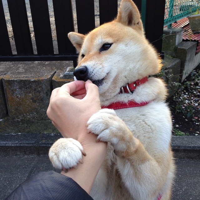 leyu乐鱼在线登录入口-全北现代欲阻蔚山连胜势头，全北现代vs蔚山现代分析