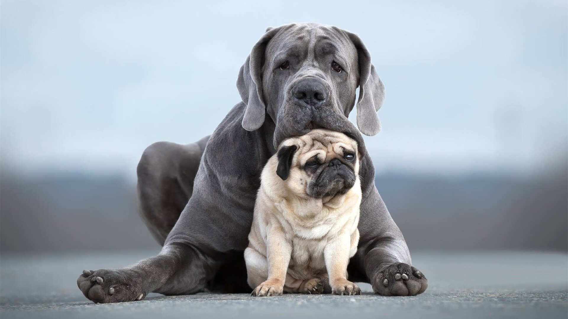 全北现代欲阻蔚山连胜势头，全北现代vs蔚山现代分析