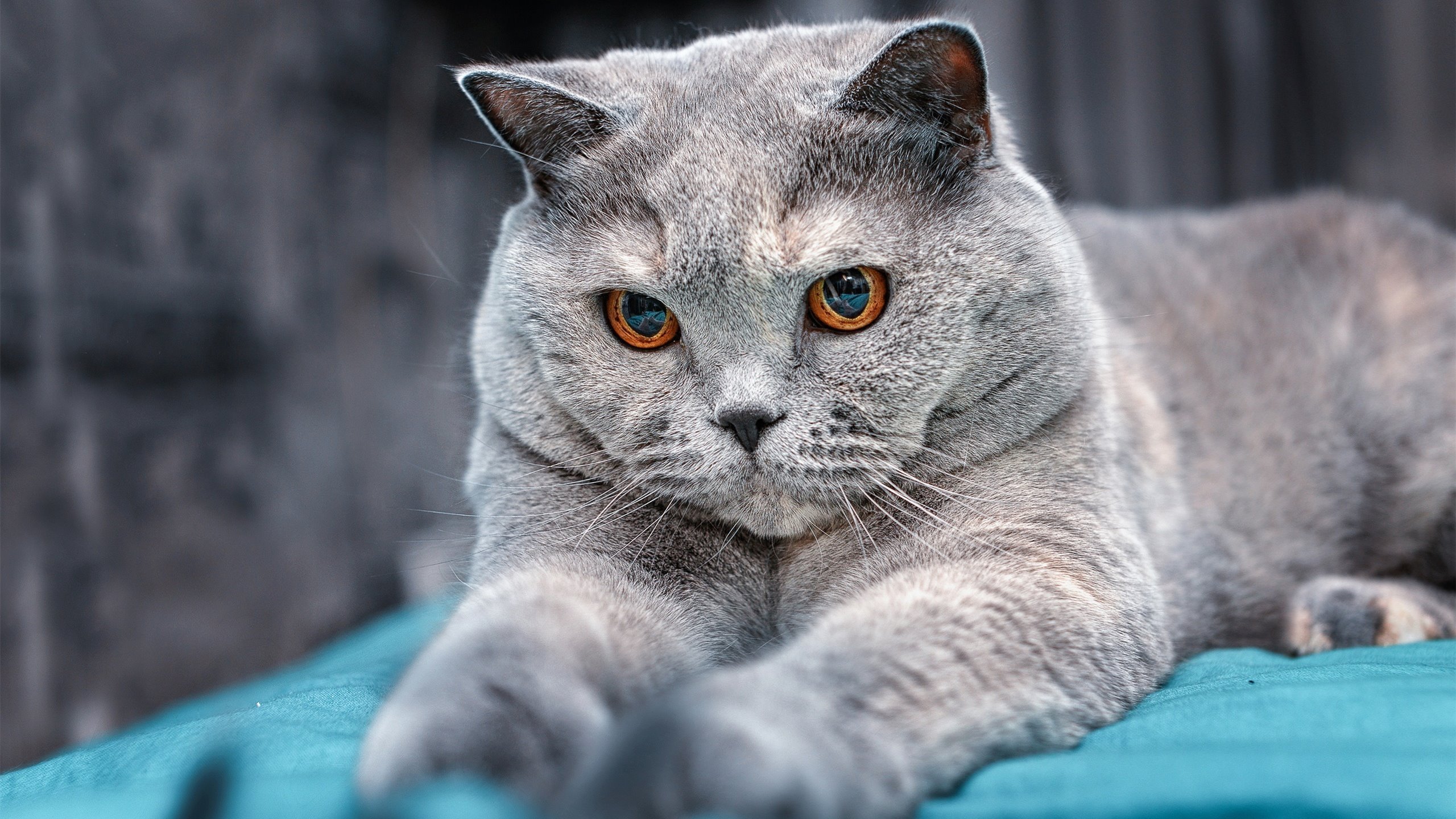 乐鱼电竞在线平台-快船新球衣设计曝光融入城市元素，快船球衣变迁史