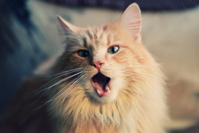 意甲盛世对决：战术配合与个人技艺！，意甲连胜纪录