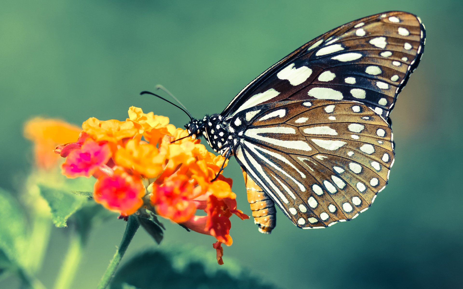 格鲁吉亚女篮在欧洲锦标赛中夺冠,开启新历史,格鲁吉亚篮球运动员