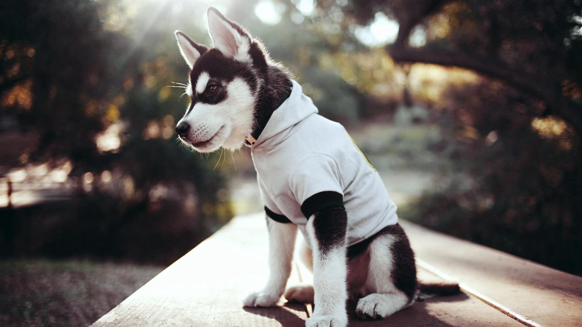 网球训练科技化设备正式投入使用，网球训练器品牌推荐