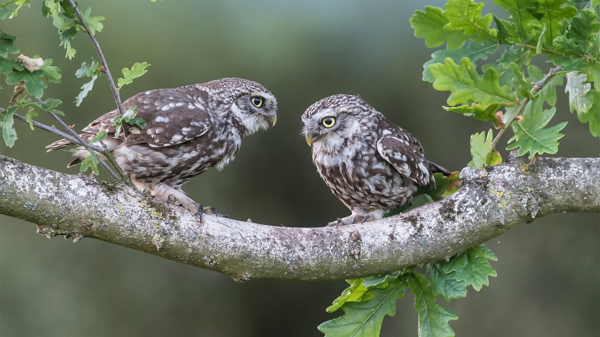 职业联赛推动球员多技能培养增强比赛适应力,业余球员如何提高足球水平